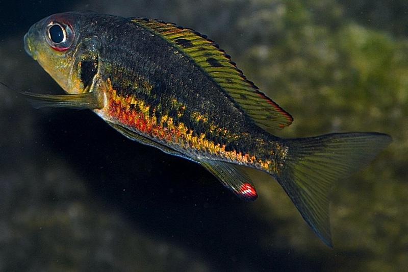 Callochromis melanostigma 'Burundi'